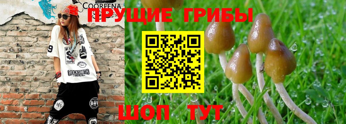 Павлово  Псилоцибиновые грибы GOLDEN TEACHER  Вход с VPN 